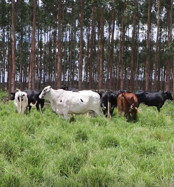 A Evolução da Cadeia da Carne no Brasil: Rumo à Sustentabilidade e à Transparência